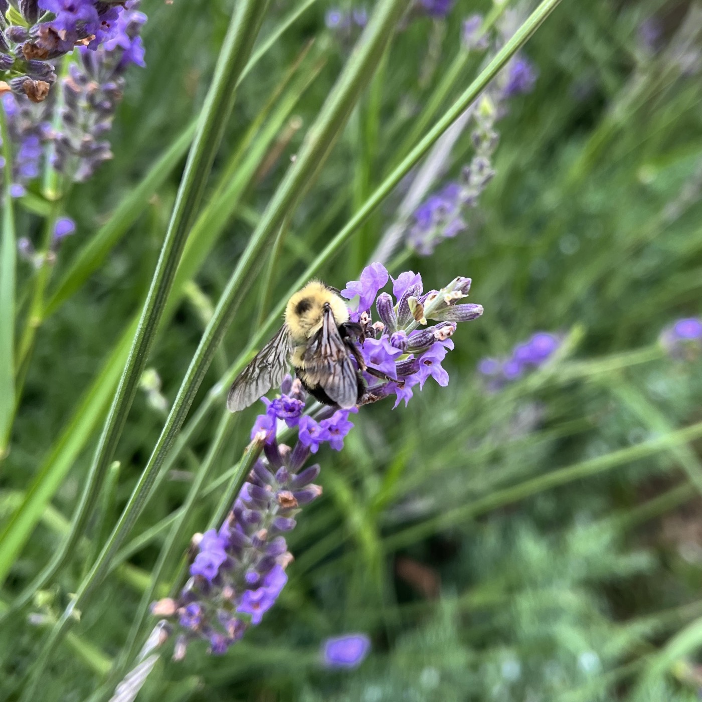 A bumblebee gathering nectar from a lavender bloom