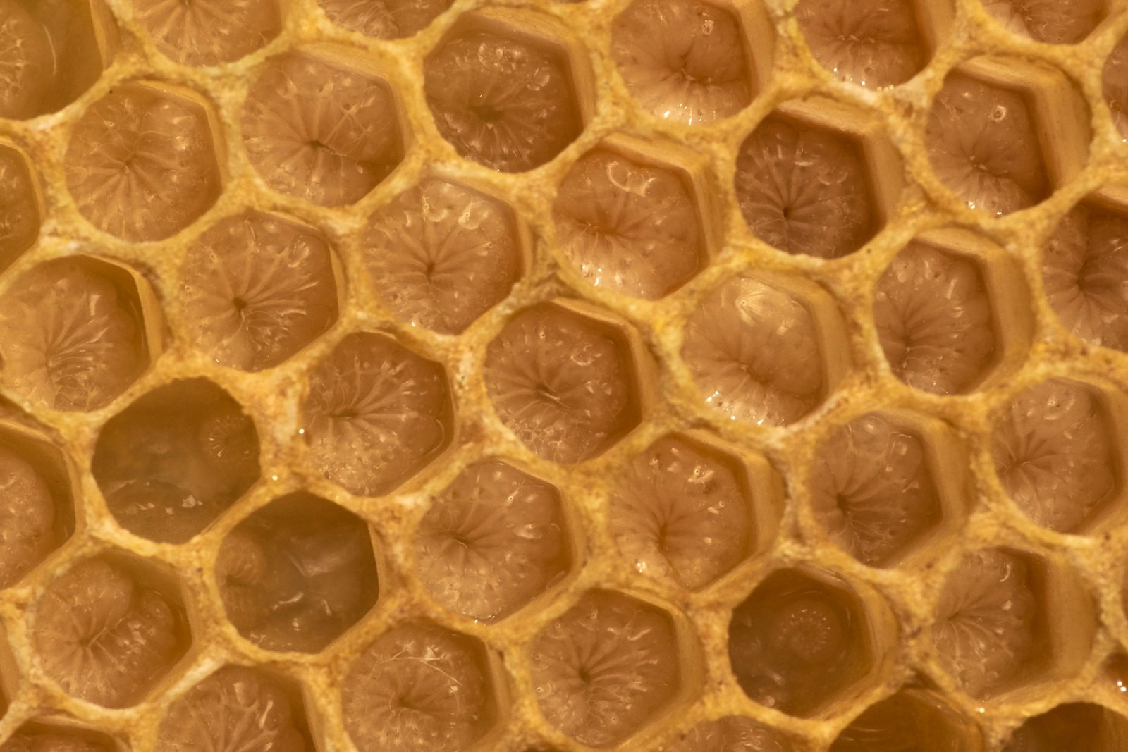 Golden honeycomb, close up