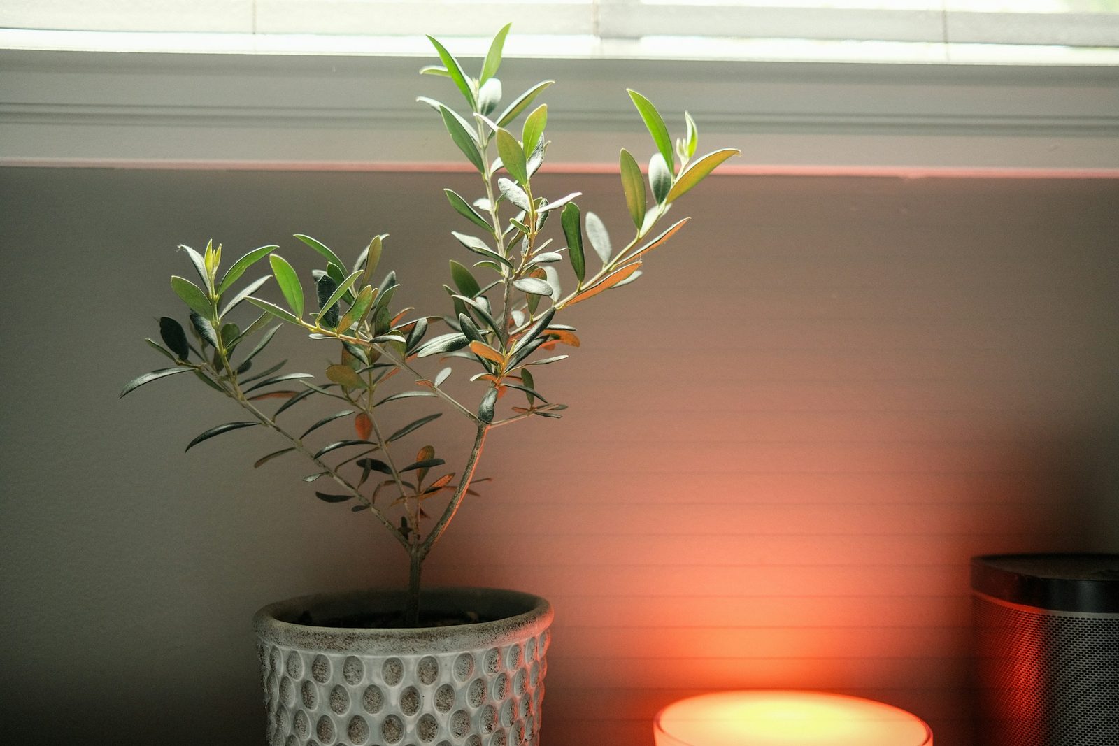 A small olive tree in a ceramic pot, lit by a warm lamp